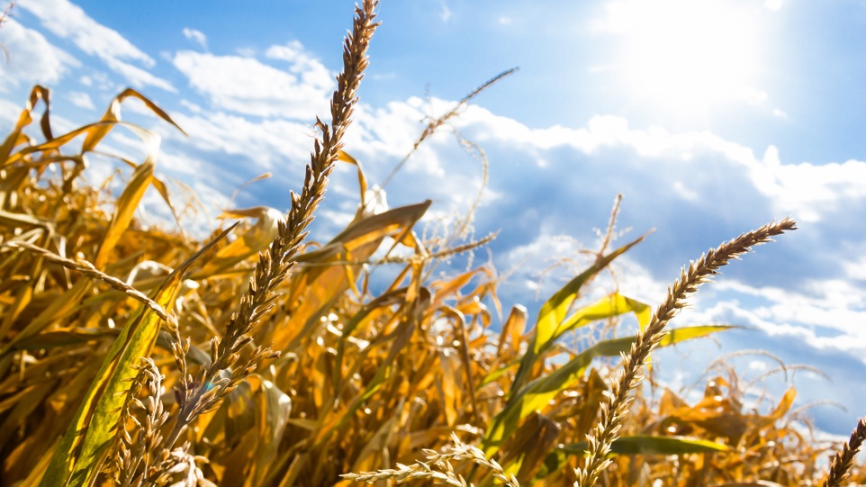 corn field close up with sun and sky in background