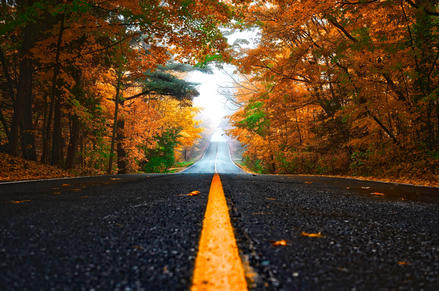 road with trees on both sides during the fall season