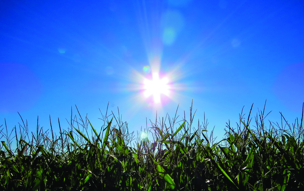 Hot sun in the sky over a cornfield