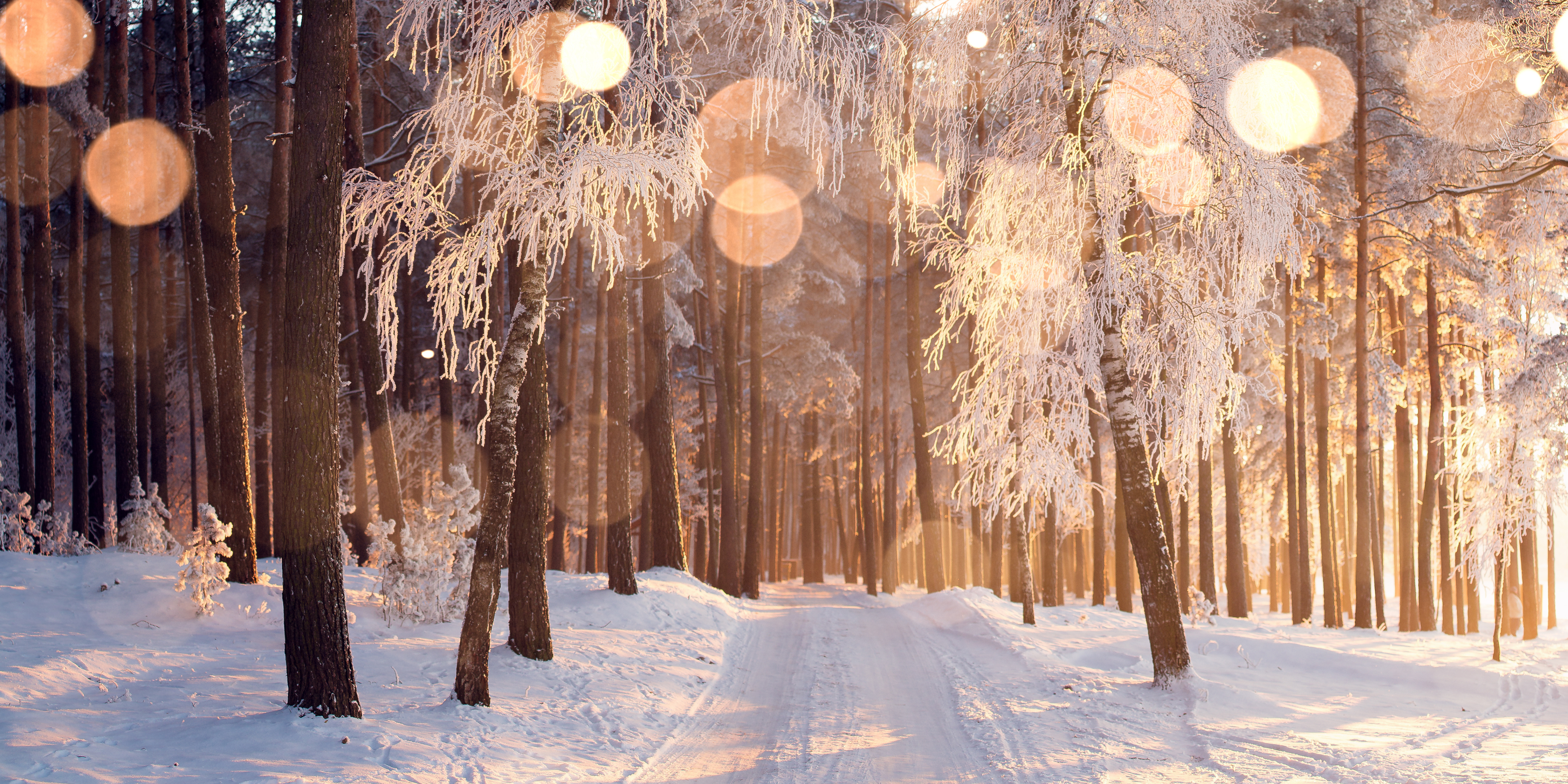 trees in the winter with sunlight coming through